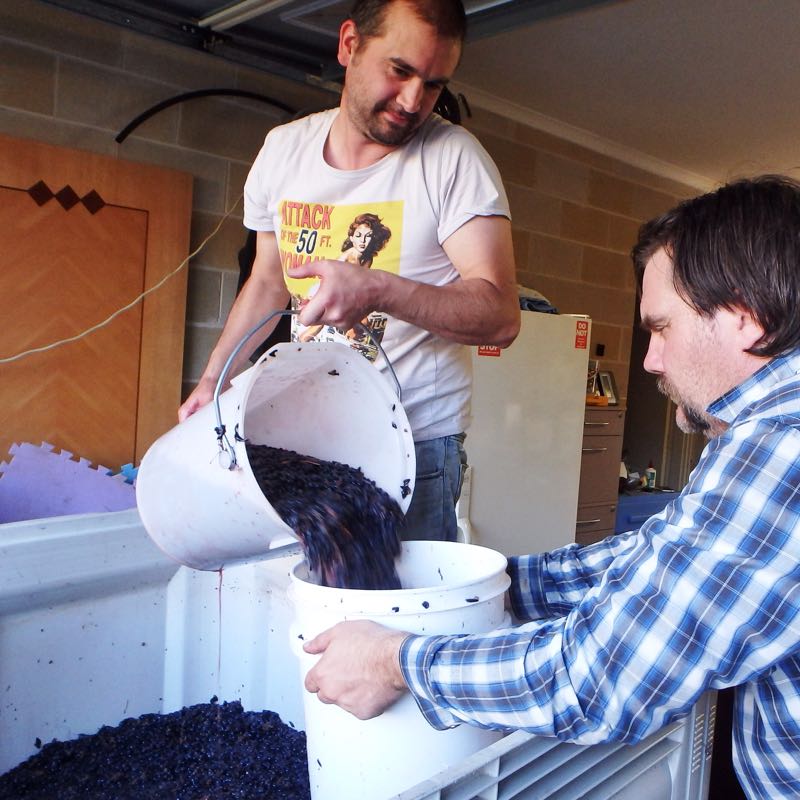 Bucketing-Grapes-2015-Bathtub-Winemaking-Project-for-Wine-Decoded-by-Paul-Kaan