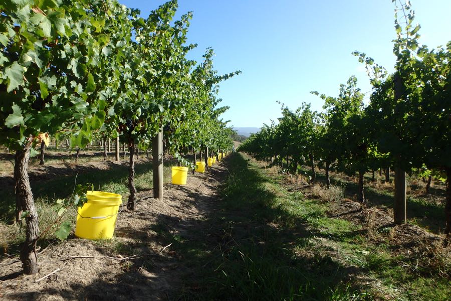 Picking Buckets for the 2015 Cabernet