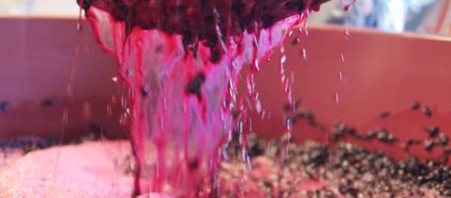 plunging-red-ferments-bathtub-winemaking-project-2015-for-wine-decoded-by-paul-kaan