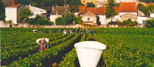 Domaine-Bernard-Moreau-et-Fils-Vintage-1999-Picking-for-Wine-Decoded-by-Paul-Kaan