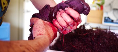 Removing Stalks from a Shiraz Ferment for Wine Decoded by Paul Kaan