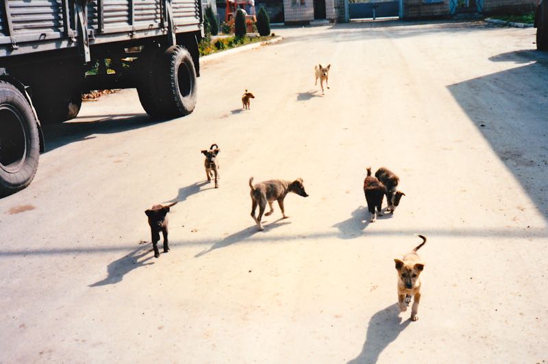 stray-dogs-wander-the-winery-in-moldova-1996-for-wine-decoded-by-paul-kaan