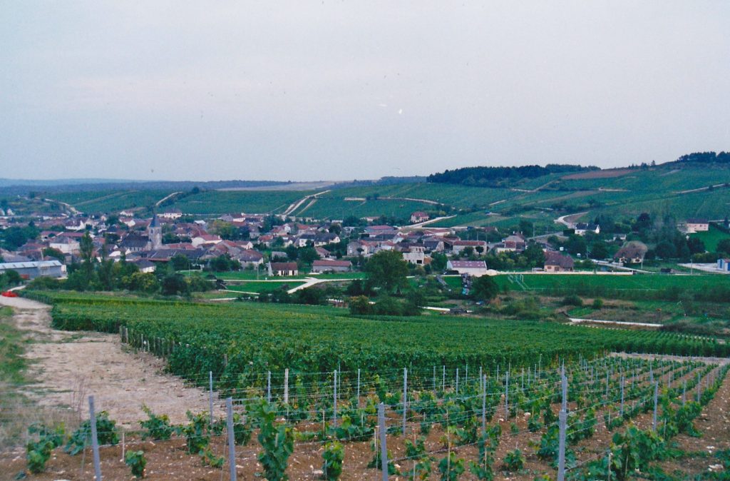 vineyards-of-the-cote-des-blanc-champagne-for-wine-decoded-by-paul-kaaan