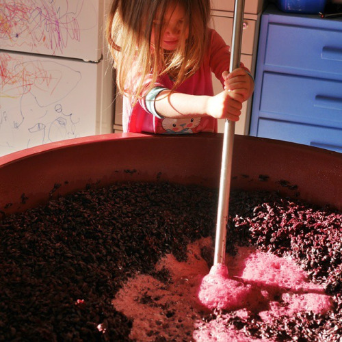 winery-helper-hard-at-it-bathub-winemaking-project-2015-for-winedecoded-by-paul-kaan