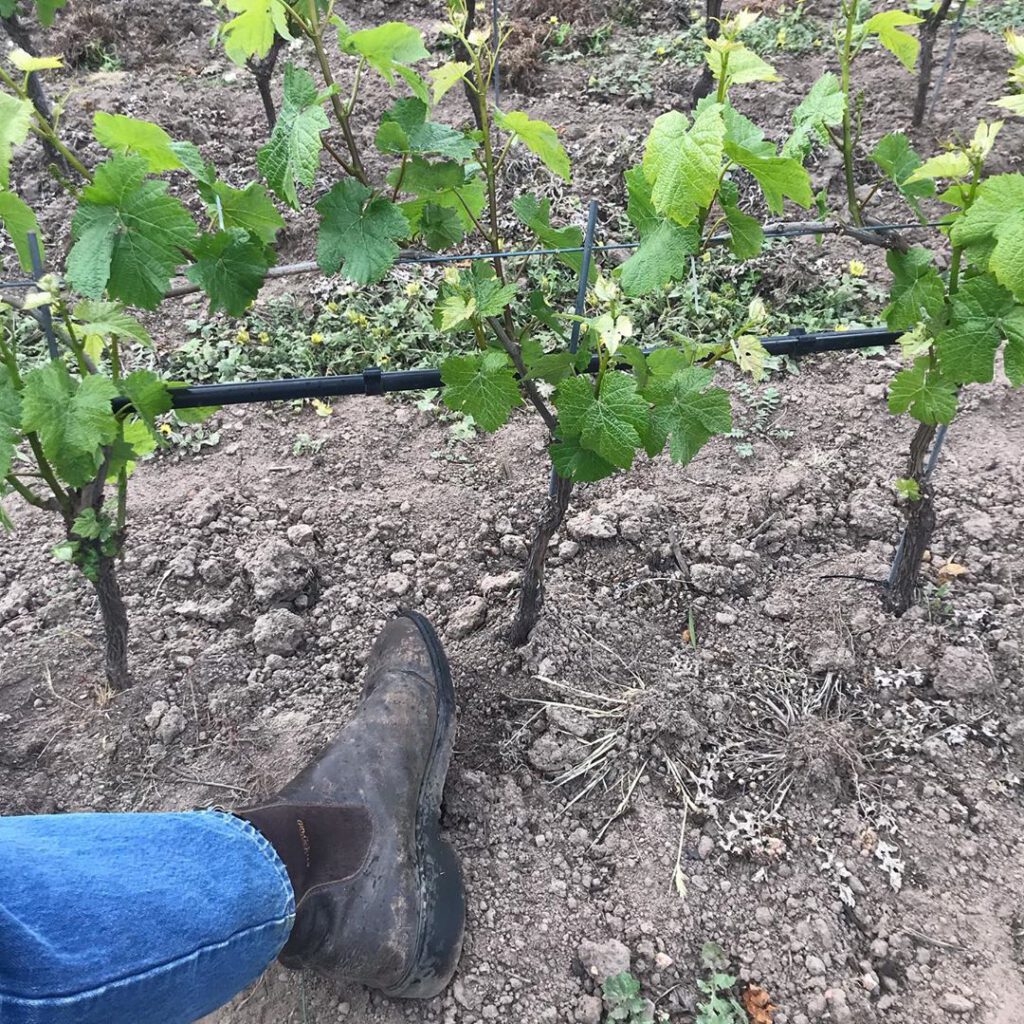 Bindi Dixon Pinot Noir 2021 WINE DECODED