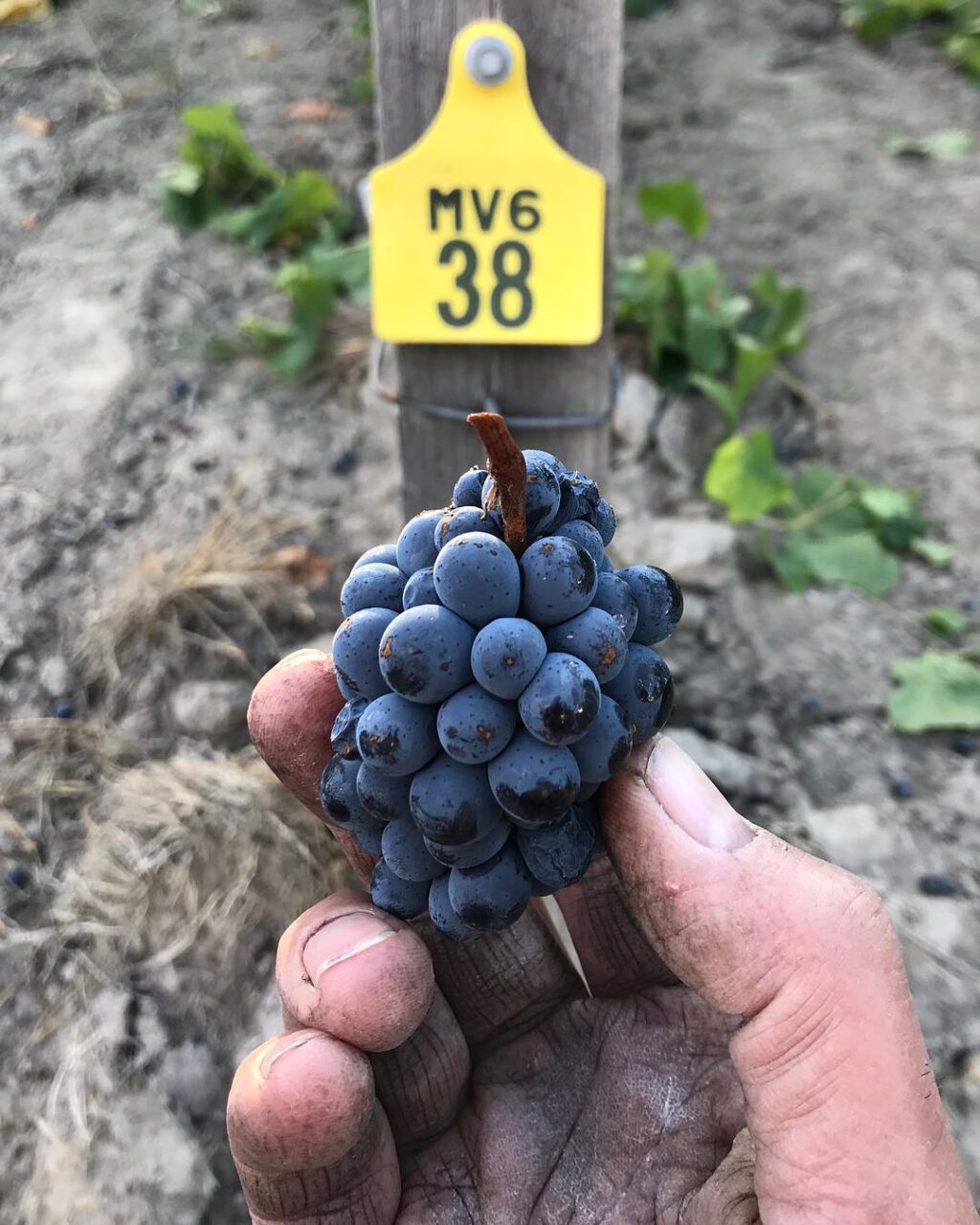 Bindi Dixon Pinot Noir 2021 WINE DECODED